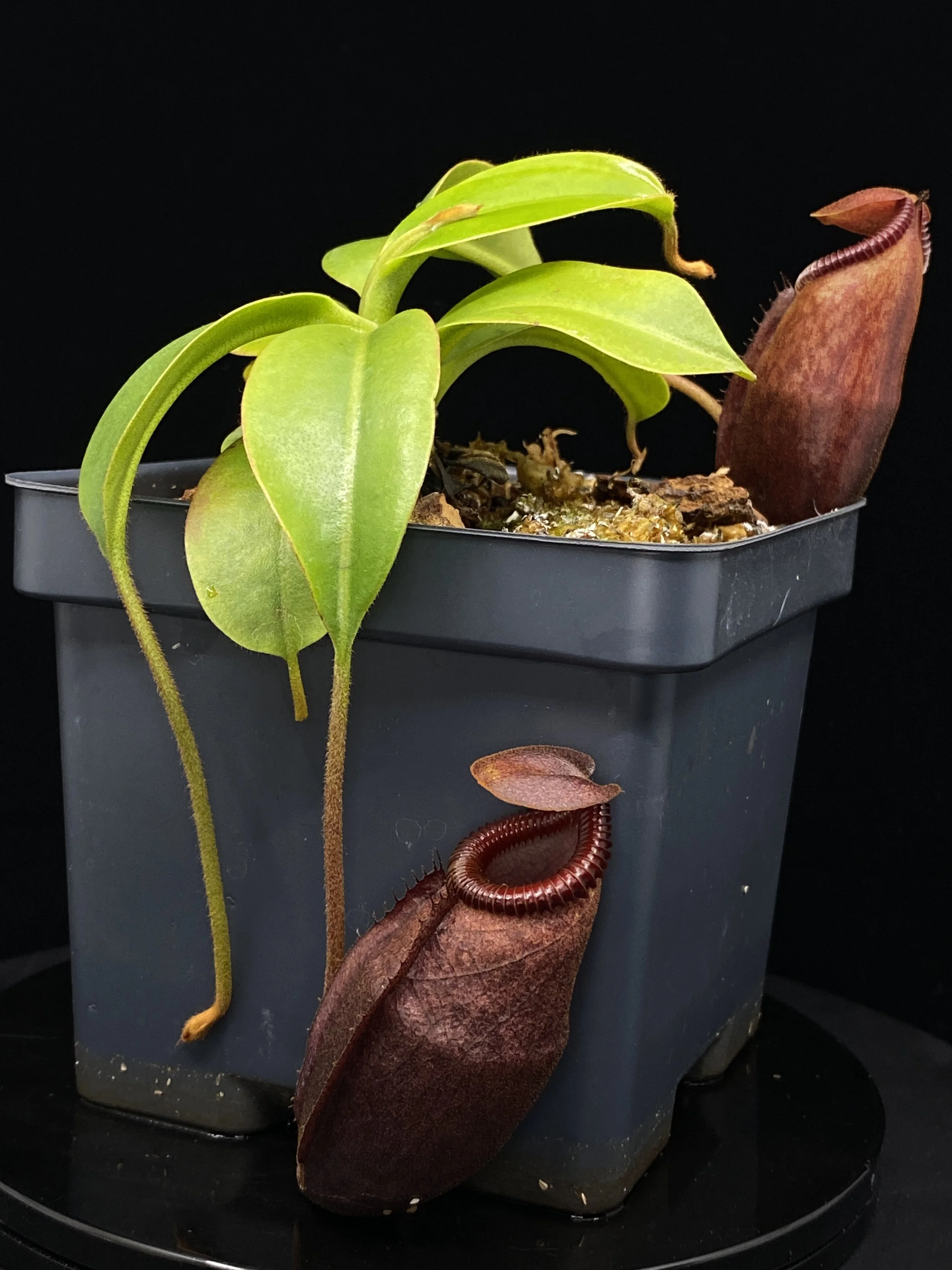 Nepenthes '''Ventville''' for Sale | Tropical Pitcher Plant from